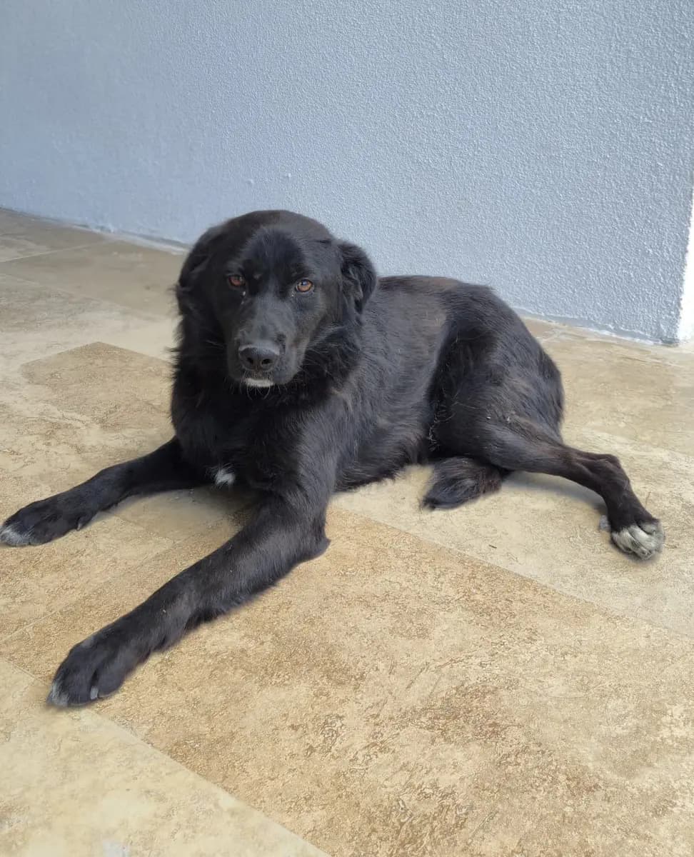 Fethiye Melez Köpek Melez Köpek, Muğla