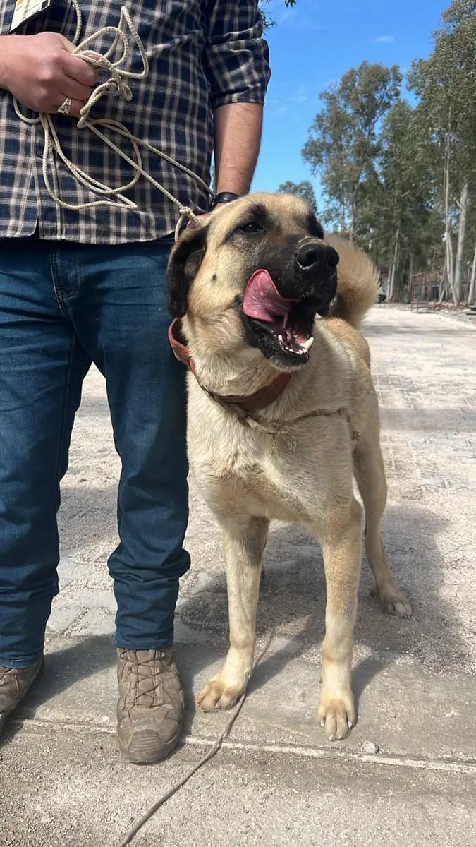 Fethiye Melez Köpek Melez Köpek, Muğla