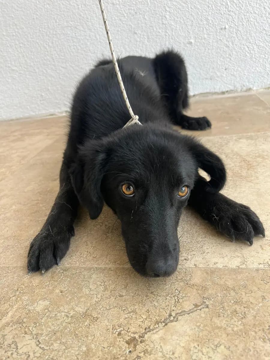 Fethiye Melez Köpek Melez Köpek, Muğla