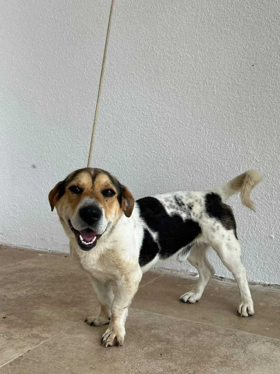 Fethiye Melez Köpek Melez Köpek, Muğla