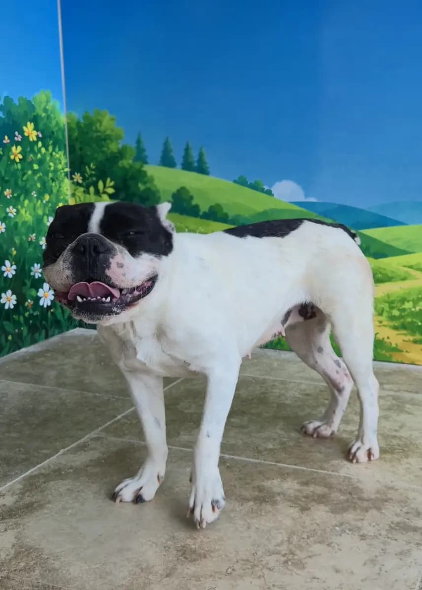 Fethiye Melez Köpek Melez Köpek, Muğla