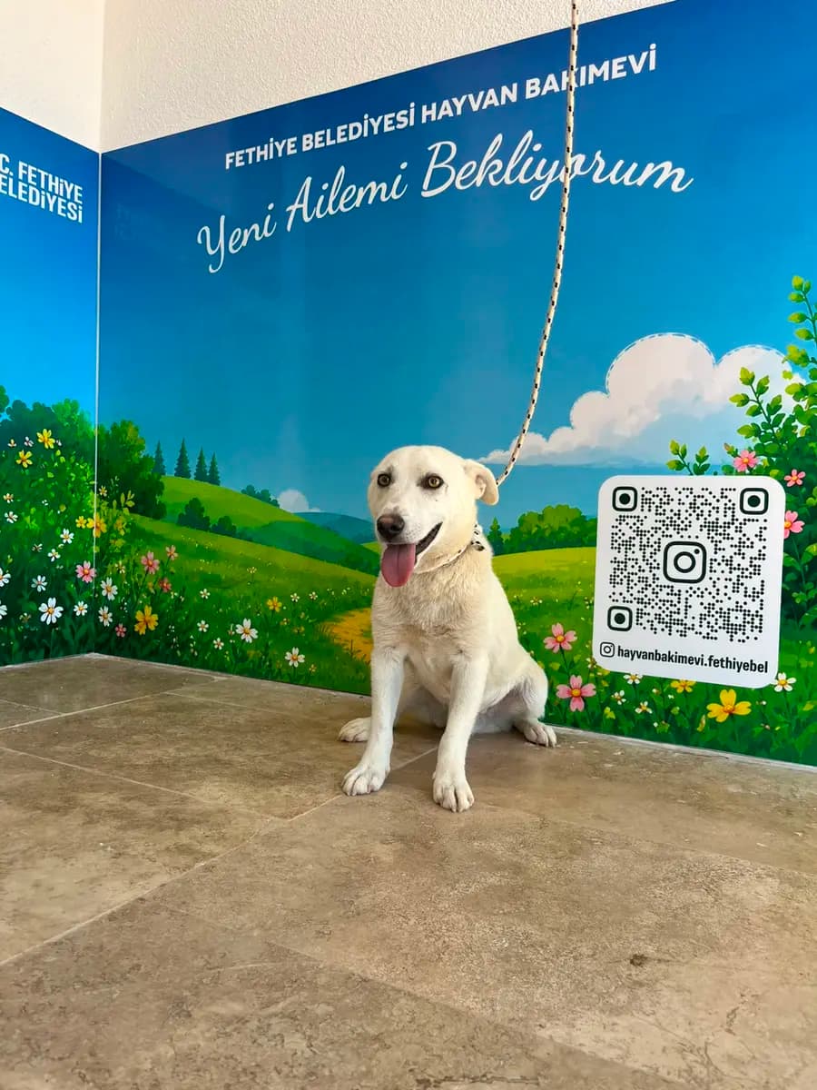 Fethiye Melez Köpek Melez Köpek, Muğla