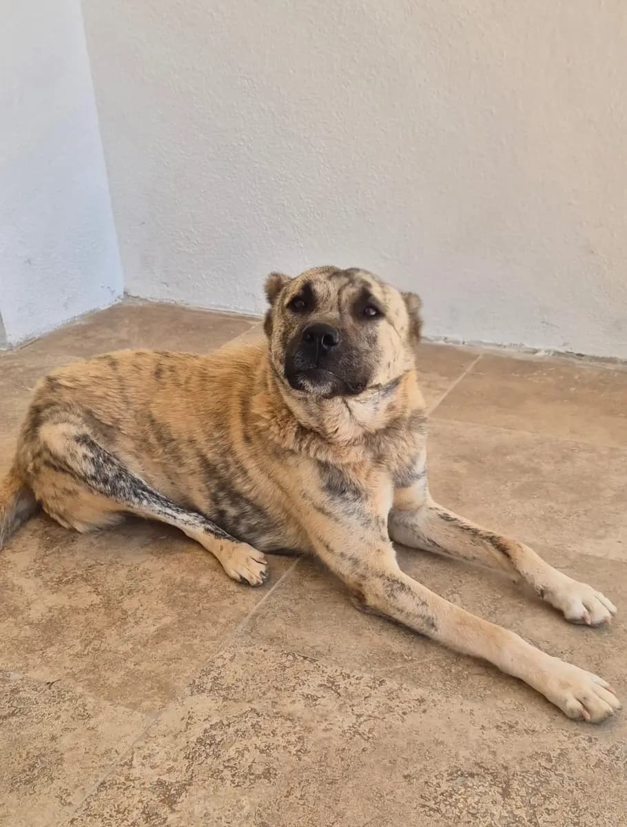Fethiye Melez Köpek Melez Köpek, Muğla