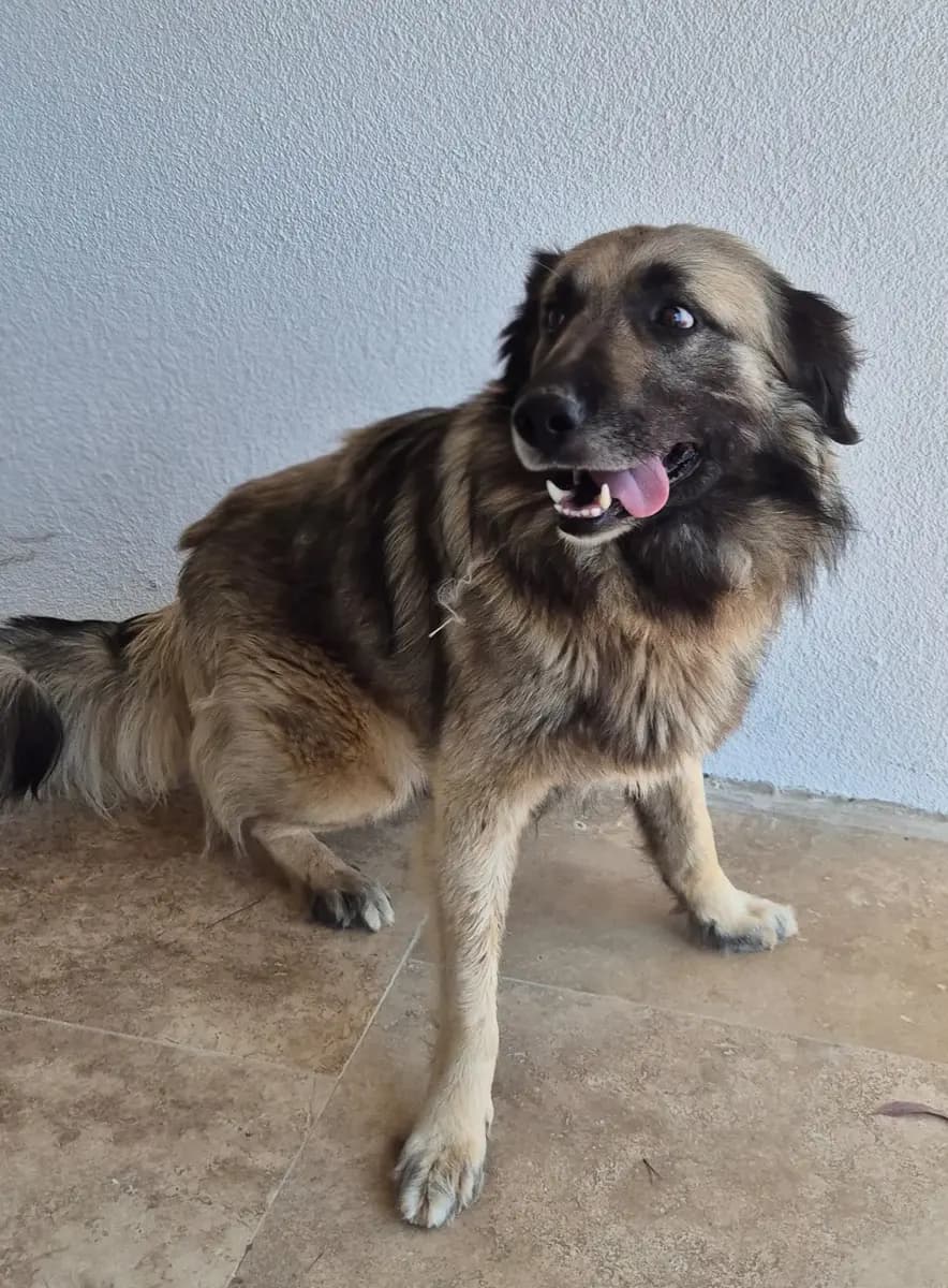 Fethiye Melez Köpek Melez Köpek, Muğla