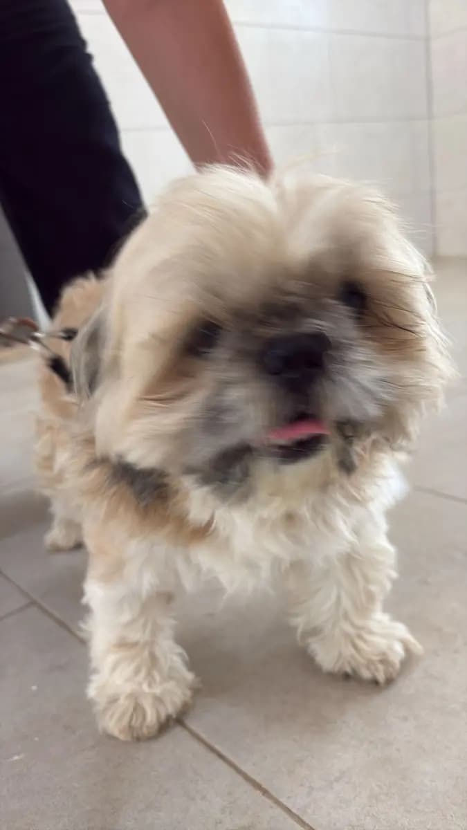 Fethiye Melez Köpek Melez Köpek, Muğla