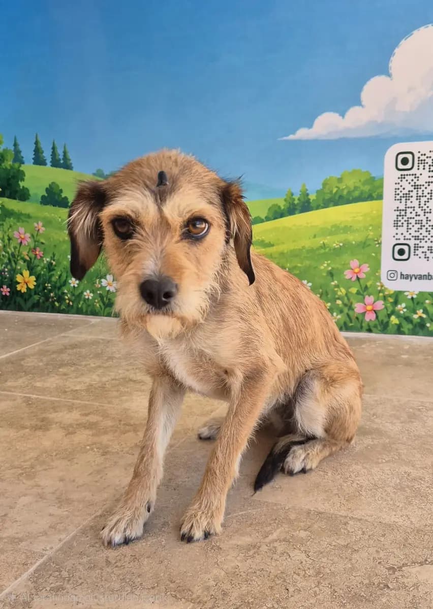 Fethiye Melez Köpek Melez Köpek, Muğla