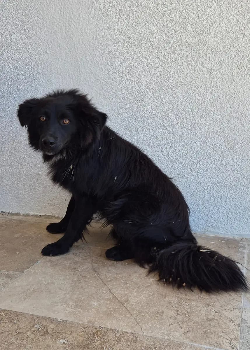 Fethiye Melez Köpek Melez Köpek, Muğla