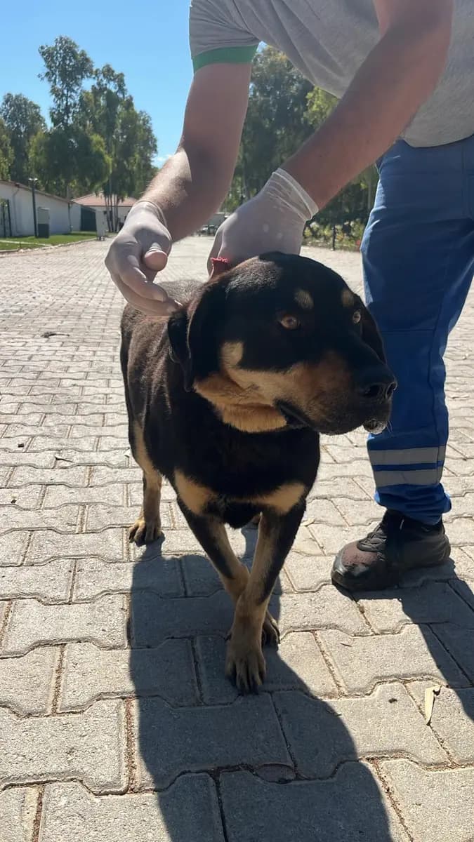 Fethiye Melez Köpek Melez Köpek, Muğla