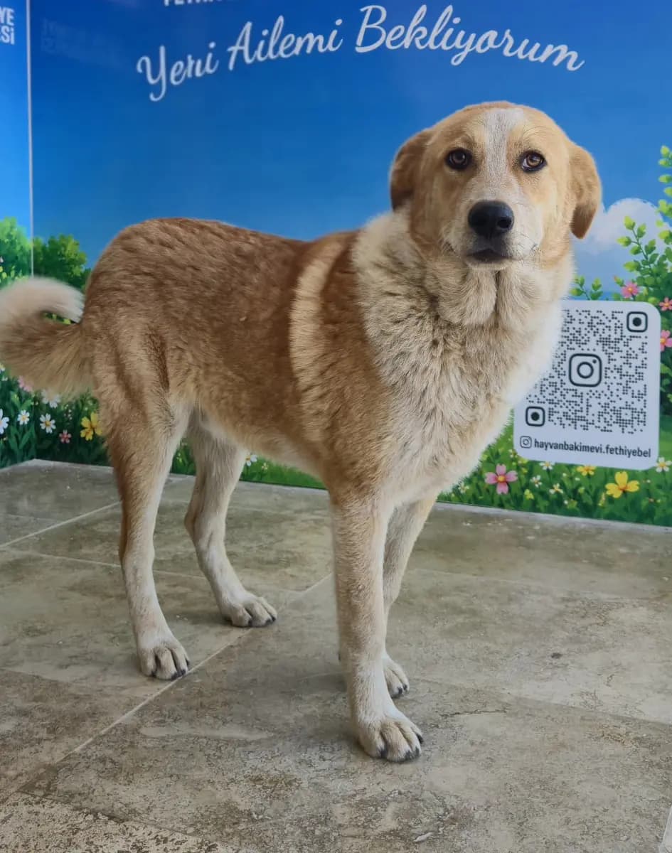 Fethiye Melez Köpek Melez Köpek, Muğla