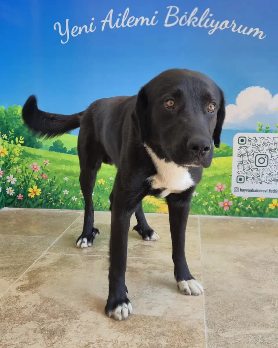 Fethiye Melez Köpek Melez Köpek, Muğla