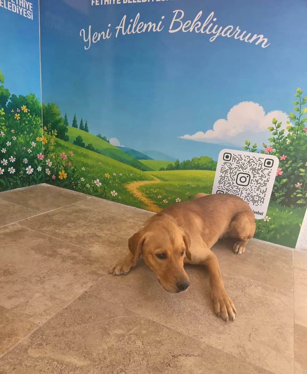 Fethiye Melez Köpek Melez Köpek, Muğla