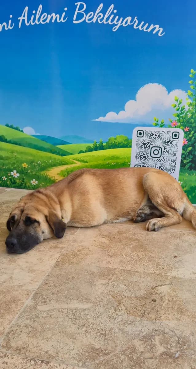 Fethiye Melez Köpek Melez Köpek, Muğla
