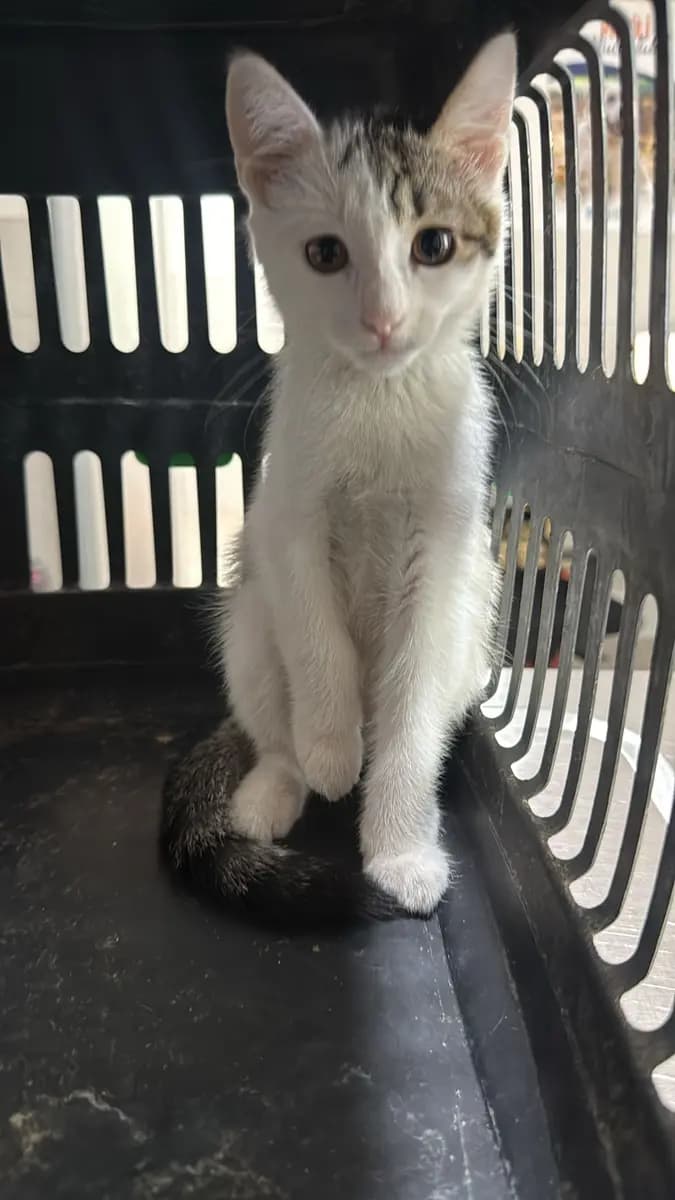 Fethiye Melez Kedi Melez Kedi, Muğla