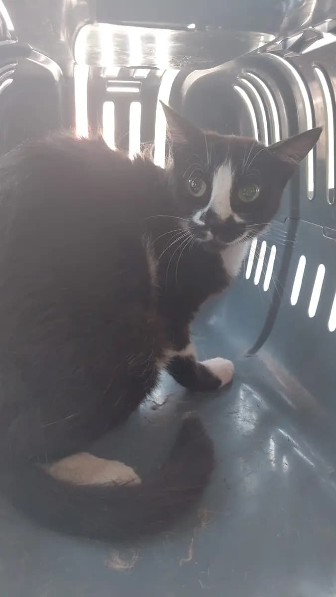 Fethiye Melez Kedi Melez Kedi, Muğla