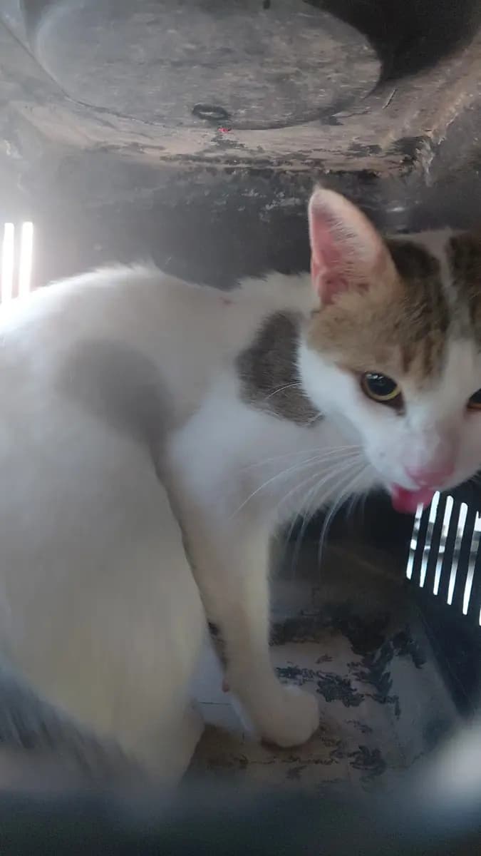 Fethiye Melez Kedi Melez Kedi, Muğla