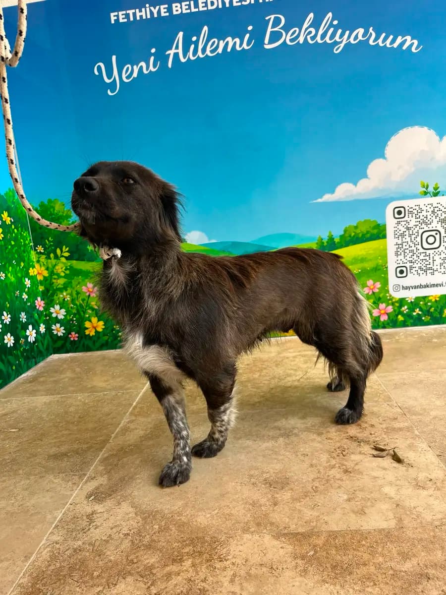 Fethiye Melez Köpek Melez Köpek, Muğla