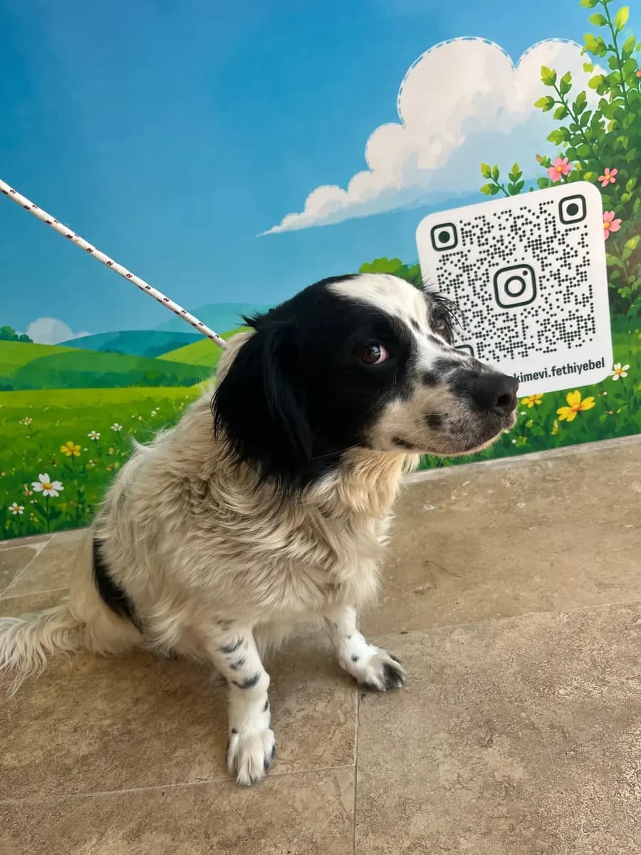 Fethiye Melez Köpek Melez Köpek, Muğla