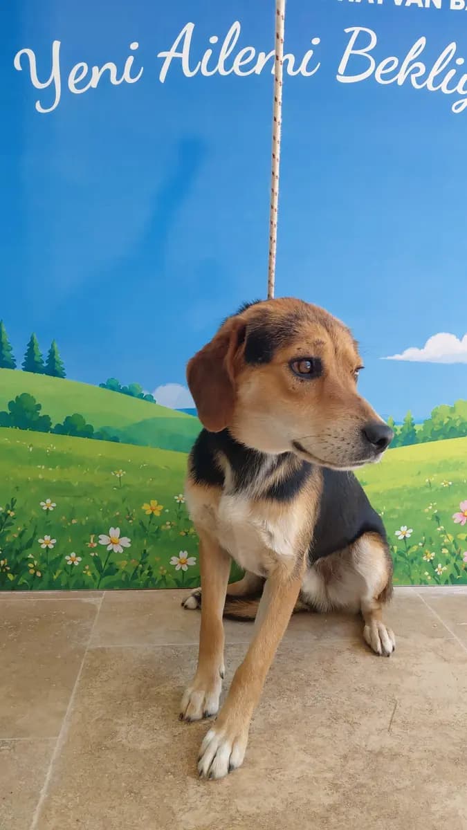 Fethiye Melez Köpek Melez Köpek, Muğla