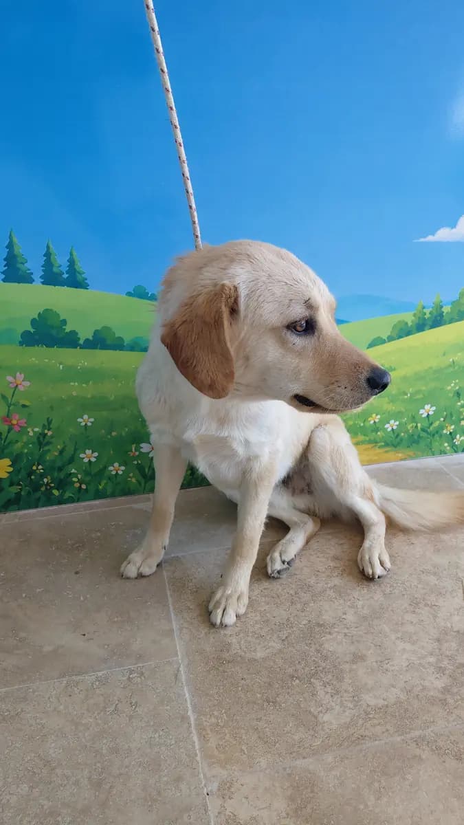 Fethiye Melez Köpek Melez Köpek, Muğla