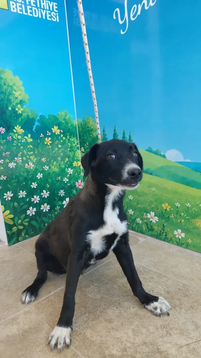 Fethiye Melez Köpek Melez Köpek, Muğla