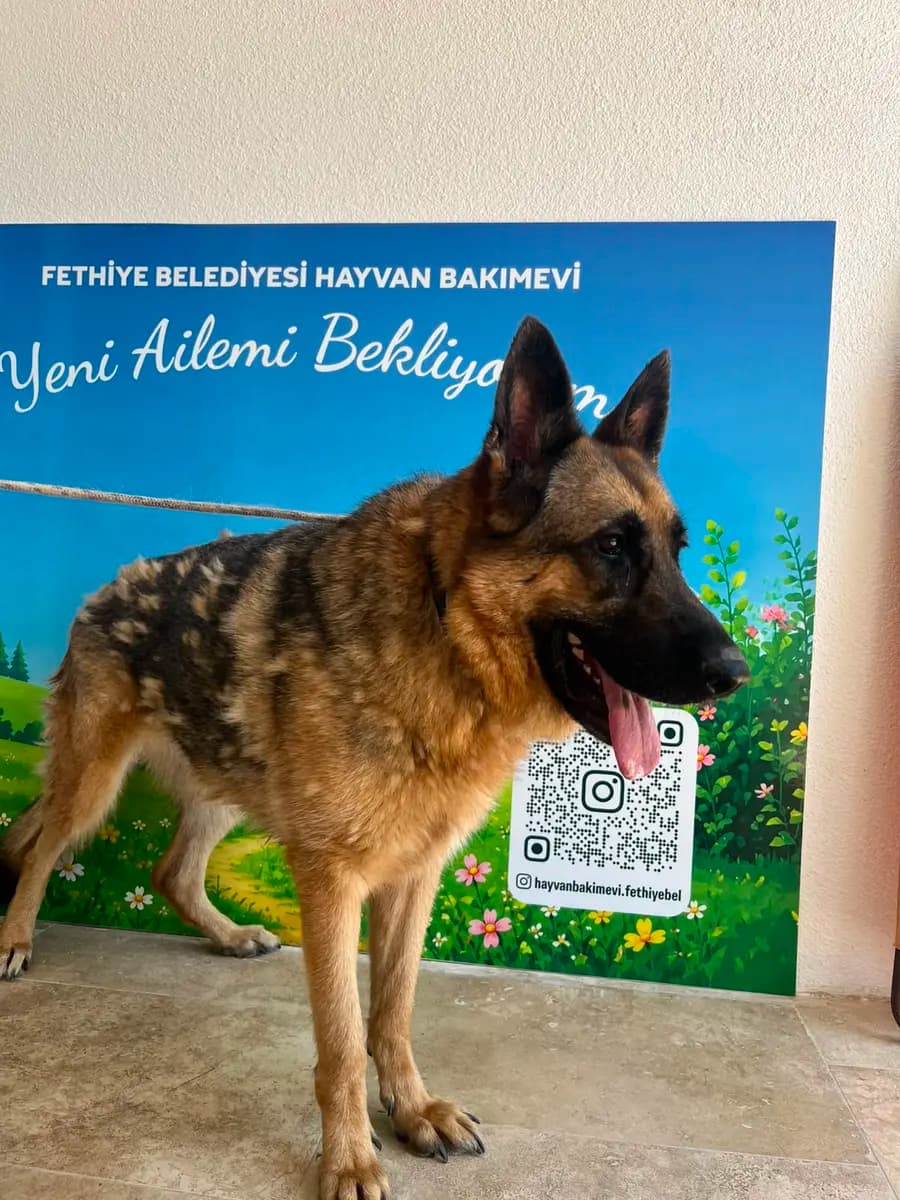 Fethiye Melez Köpek Melez Köpek, Muğla