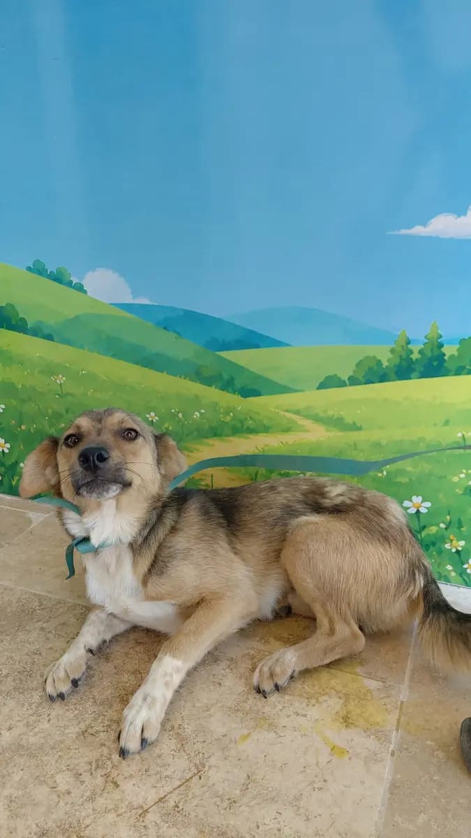 Fethiye Melez Köpek Melez Köpek, Muğla