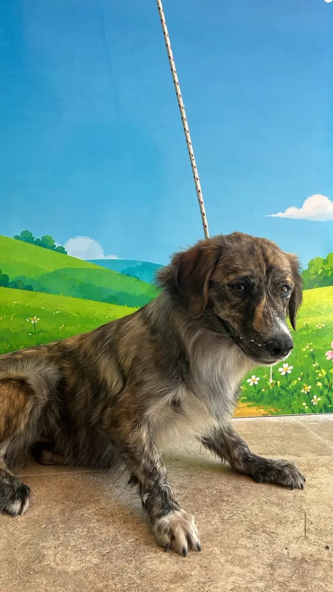 Fethiye Melez Köpek Melez Köpek, Muğla