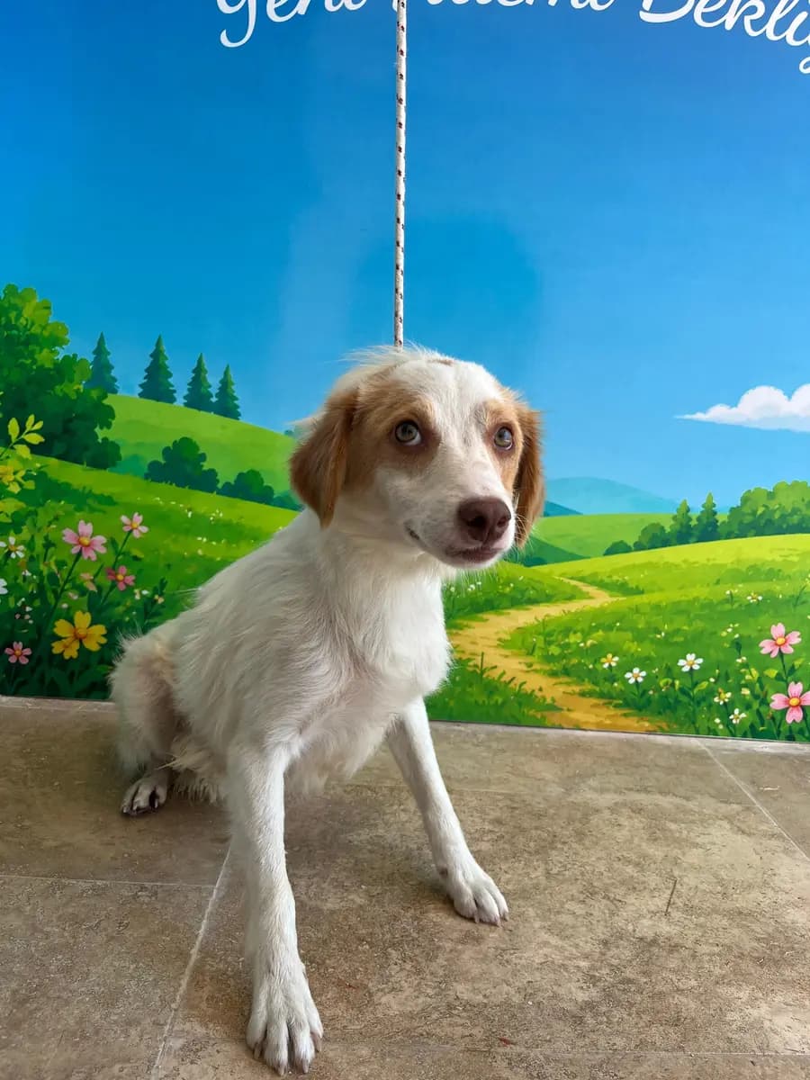 Fethiye Melez Köpek Melez Köpek, Muğla