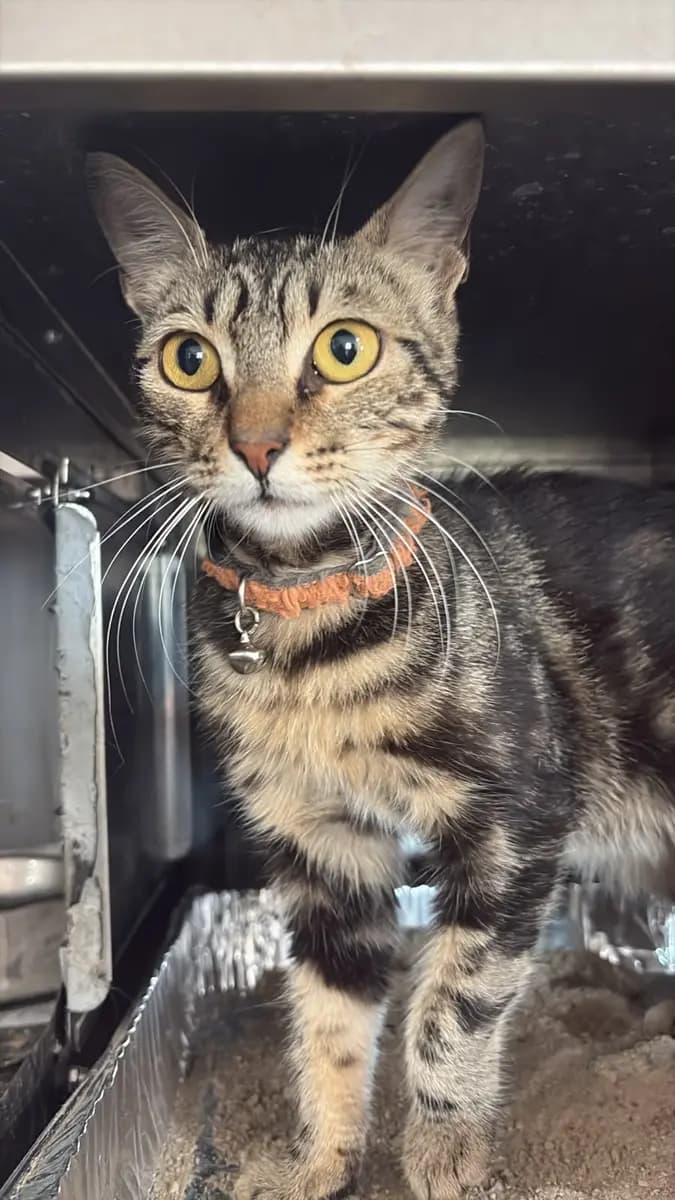 Fethiye Melez Kedi Melez Kedi, Muğla