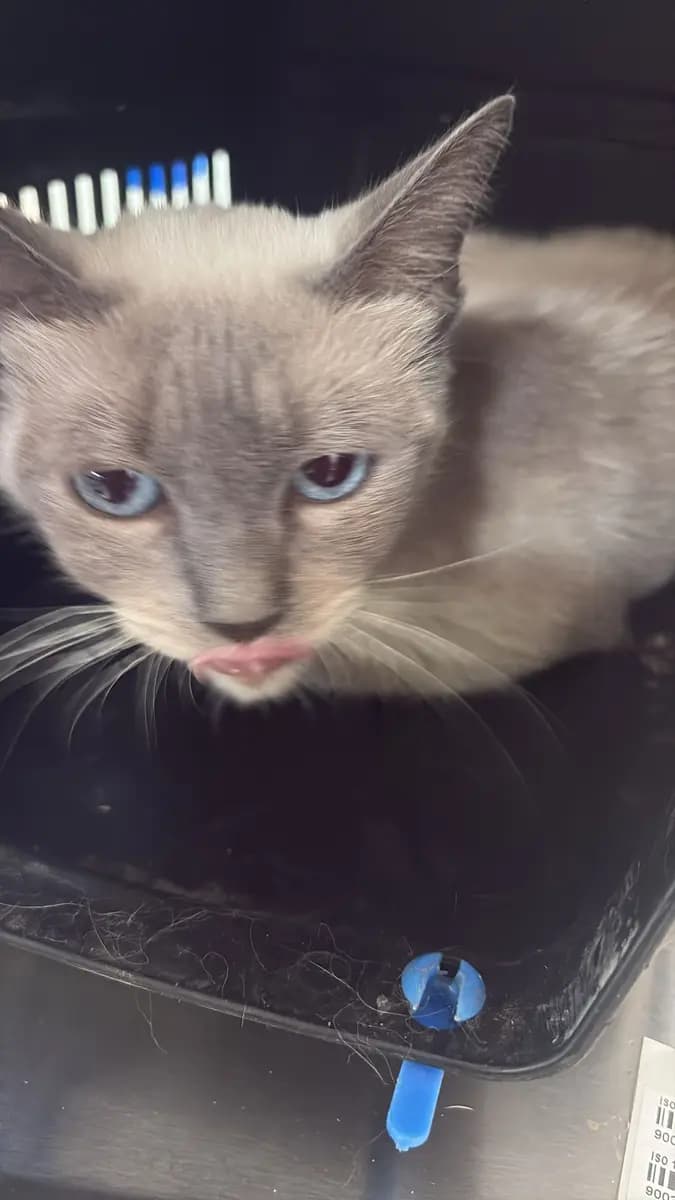Fethiye Melez Kedi Melez Kedi, Muğla