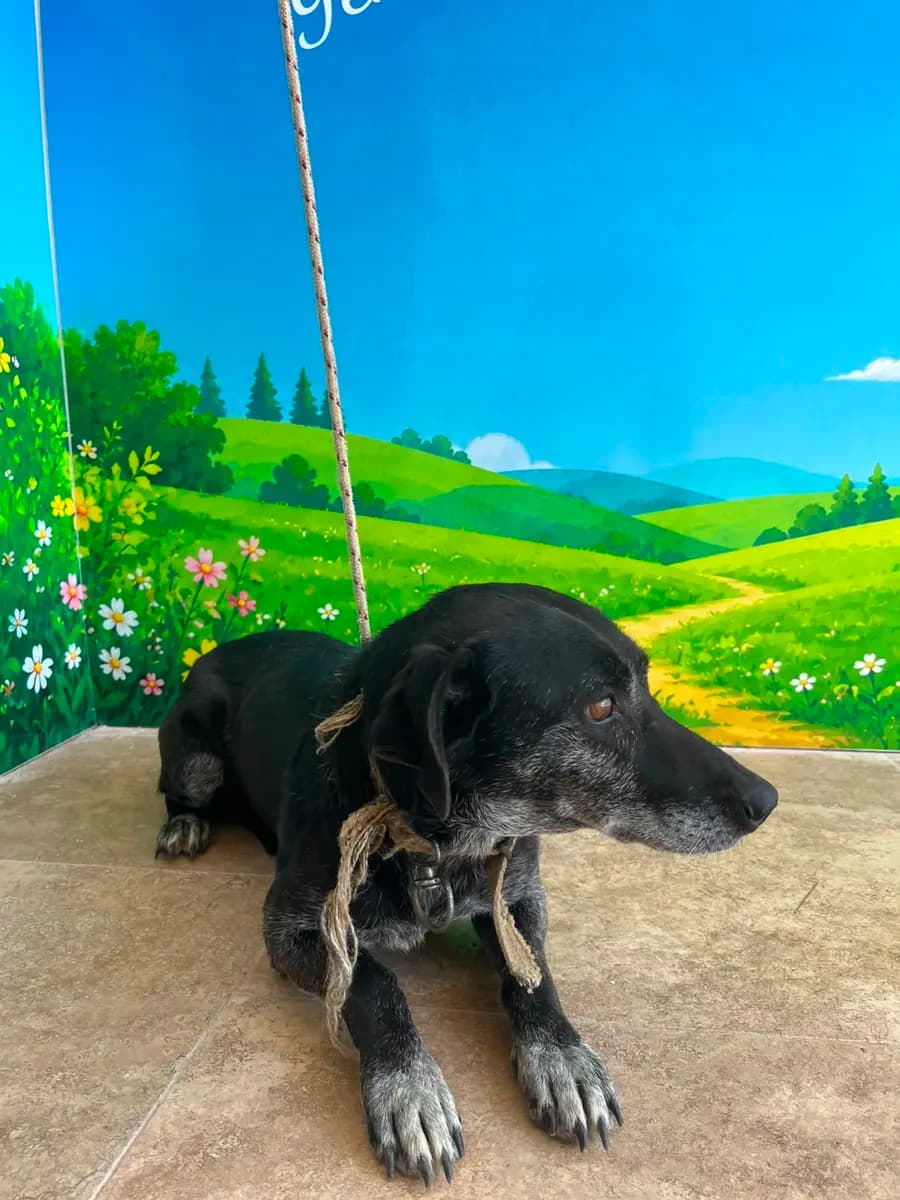 Fethiye Melez Köpek Melez Köpek, Muğla