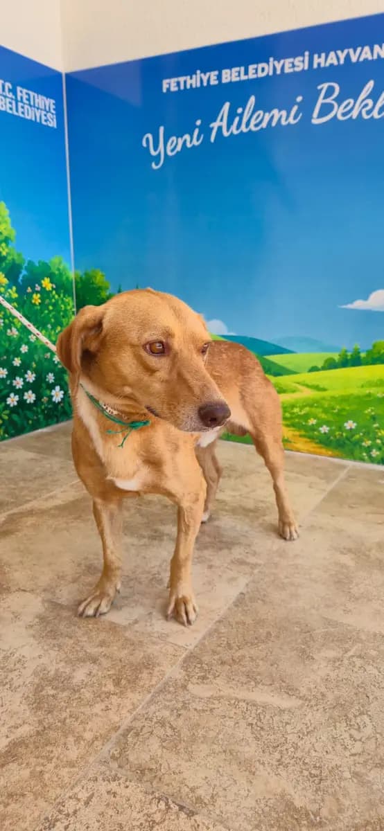 Fethiye Melez Köpek Melez Köpek, Muğla