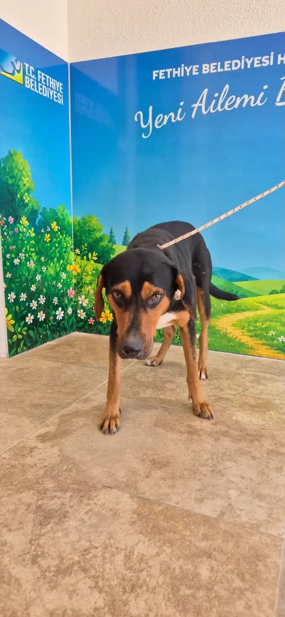 Fethiye Melez Köpek Melez Köpek, Muğla