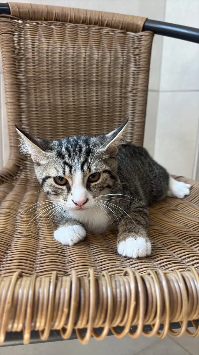 Fethiye Melez Kedi Melez Kedi, Muğla