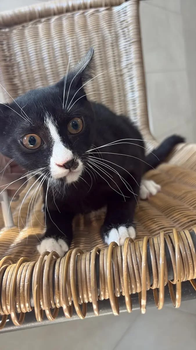 Fethiye Melez Kedi Melez Kedi, Muğla