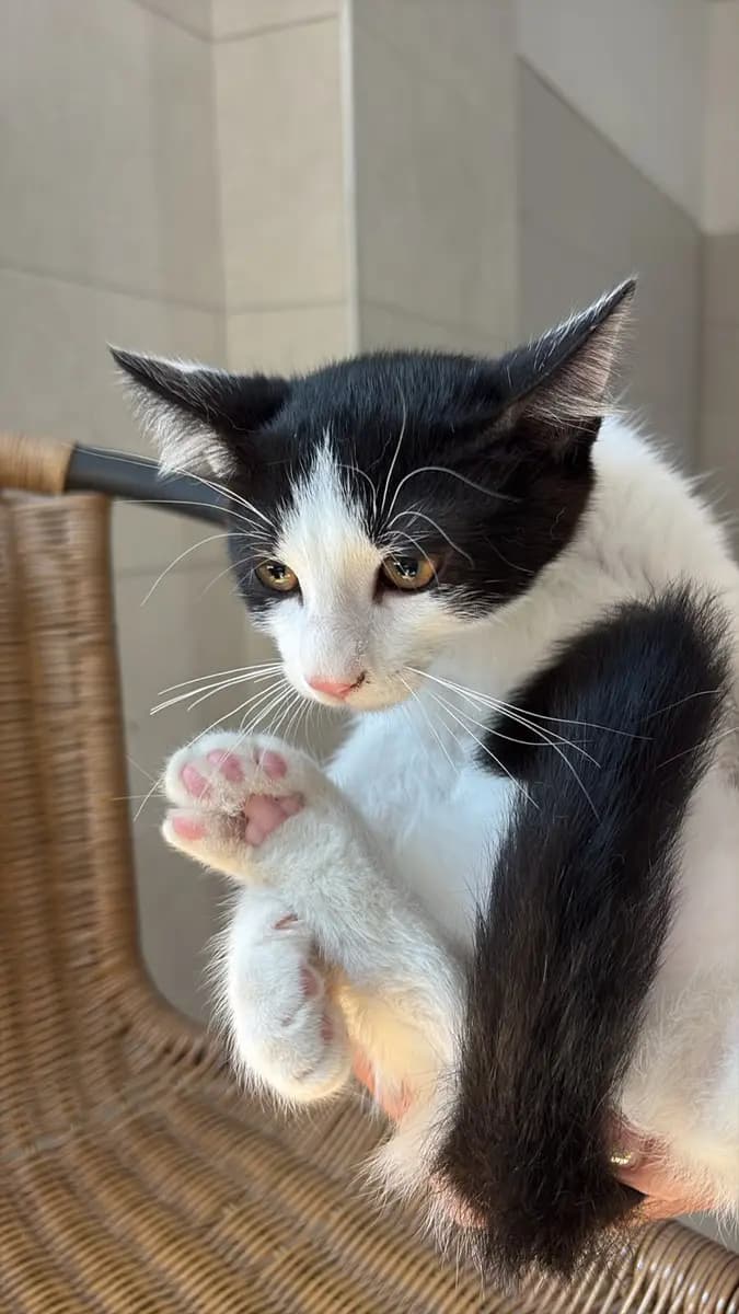 Fethiye Melez Kedi Melez Kedi, Muğla