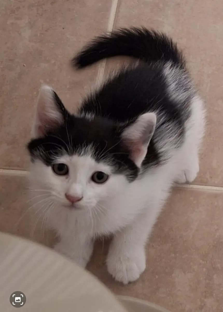 Fethiye Melez Kedi Melez Kedi, Muğla
