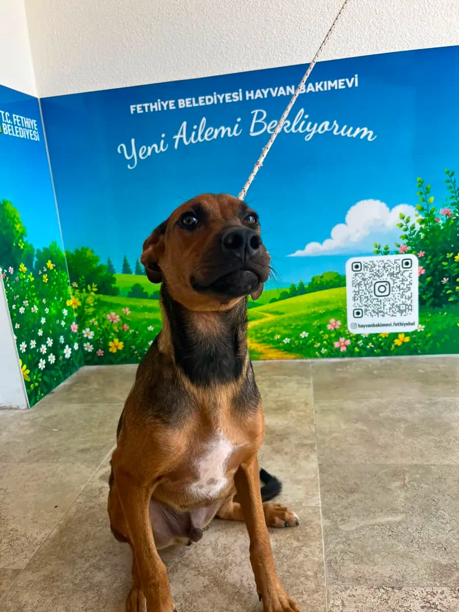 Fethiye Melez Köpek Melez Köpek, Muğla