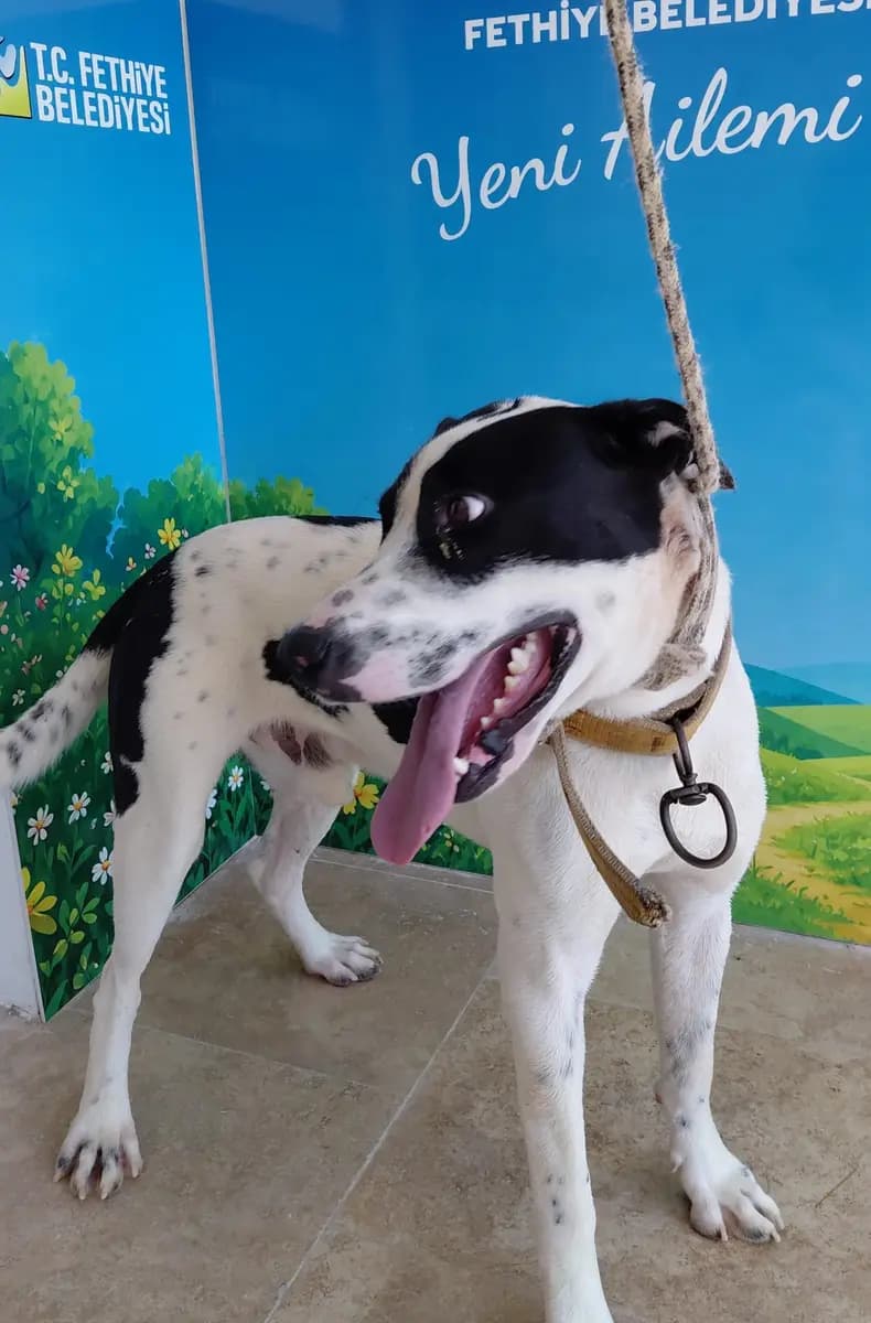 Fethiye Melez Köpek Melez Köpek, Muğla