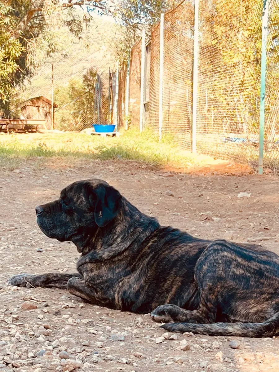 Fethiye Melez Köpek Melez Köpek, Muğla
