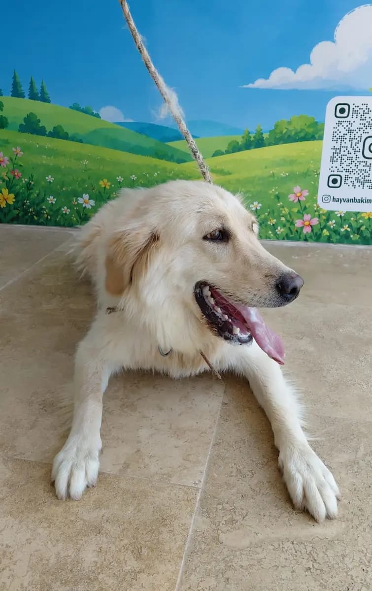 Fethiye Melez Köpek Melez Köpek, Muğla