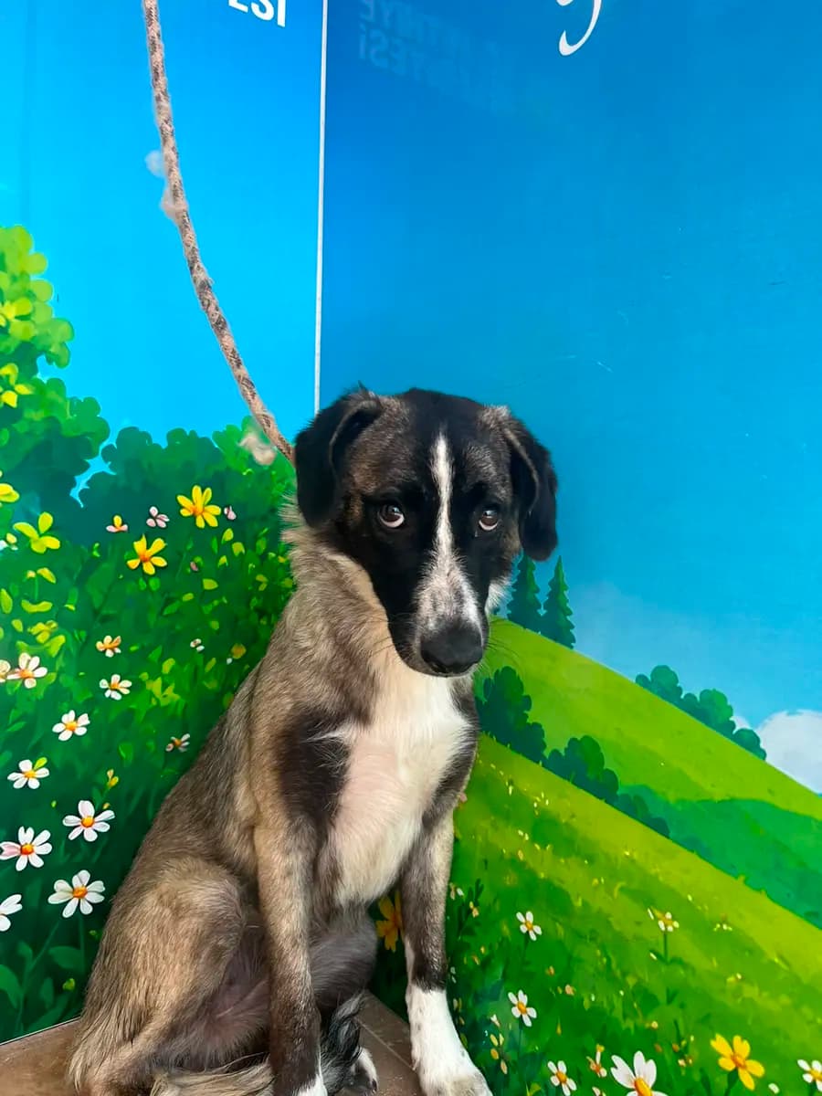 Fethiye Melez Köpek Melez Köpek, Muğla