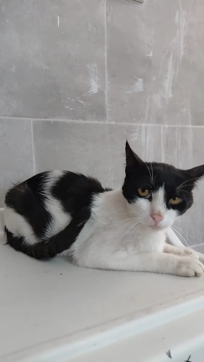 Fethiye Melez Kedi Melez Kedi, Muğla