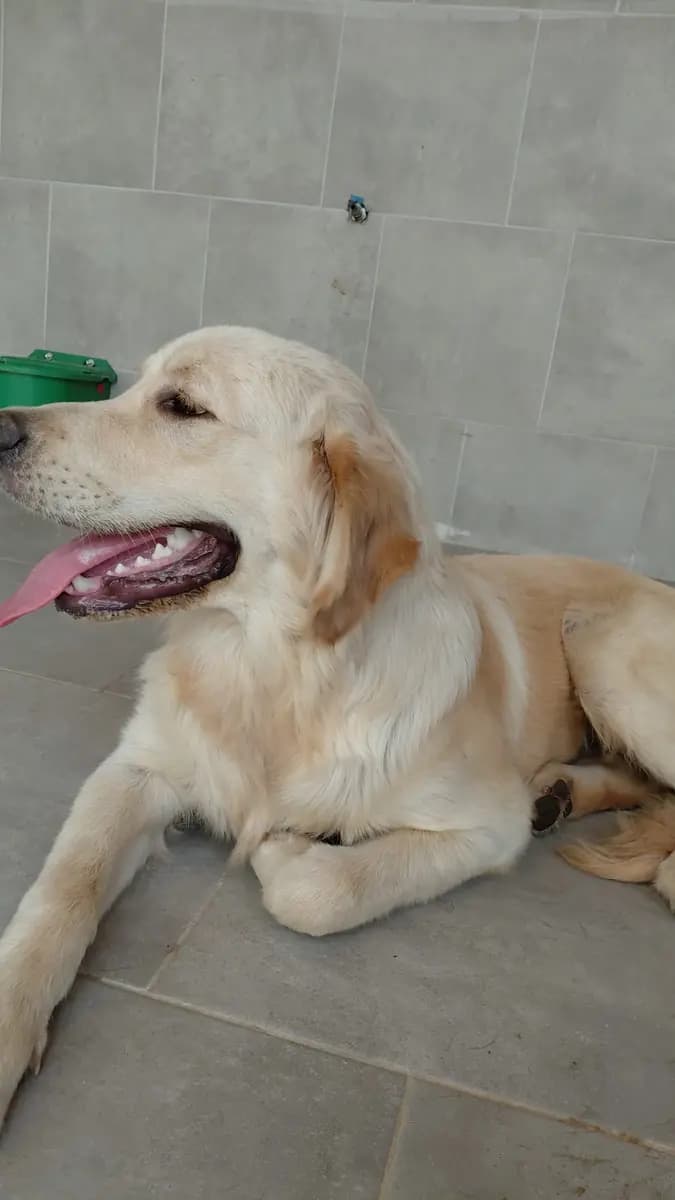 Fethiye Melez Köpek Melez Köpek, Muğla