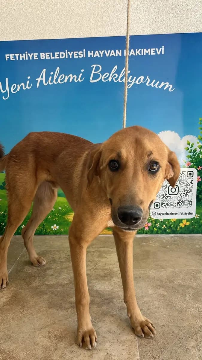 Fethiye Melez Köpek Melez Köpek, Muğla
