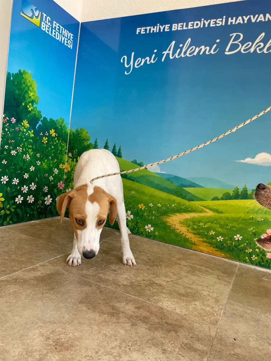 Fethiye Melez Köpek Melez Köpek, Muğla