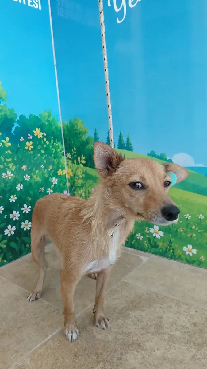 Fethiye Melez Köpek Melez Köpek, Muğla