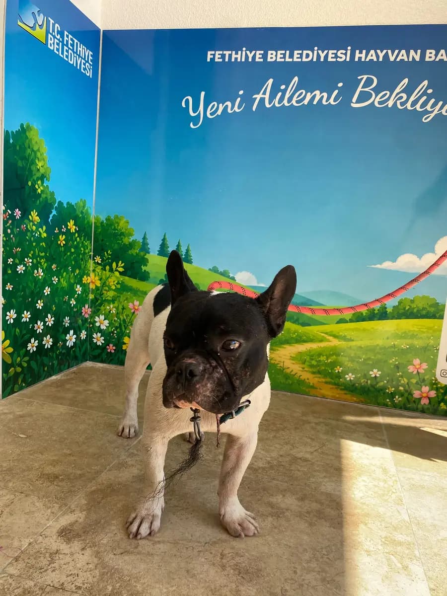 Fethiye Melez Köpek Melez Köpek, Muğla