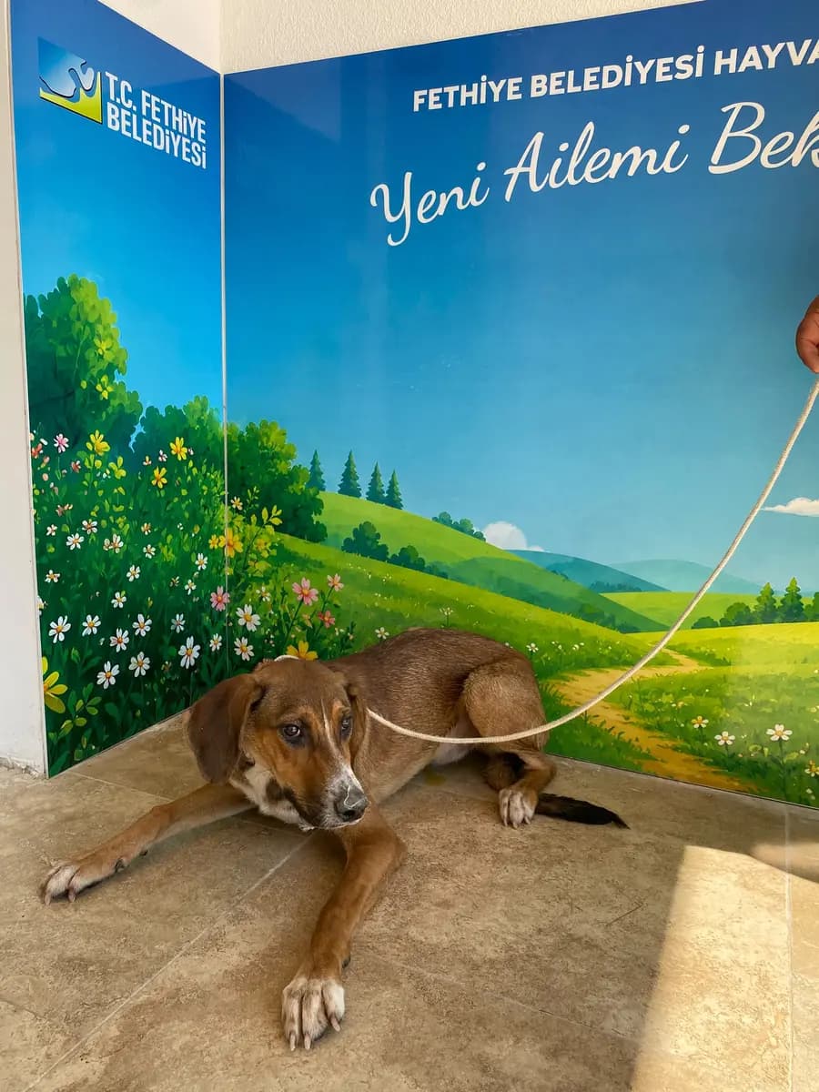 Fethiye Melez Köpek Melez Köpek, Muğla