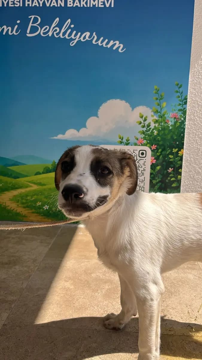 Fethiye Melez Köpek Melez Köpek, Muğla